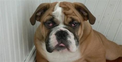 Helpful Home Cures And Treatments For Fixing Bulldog ...